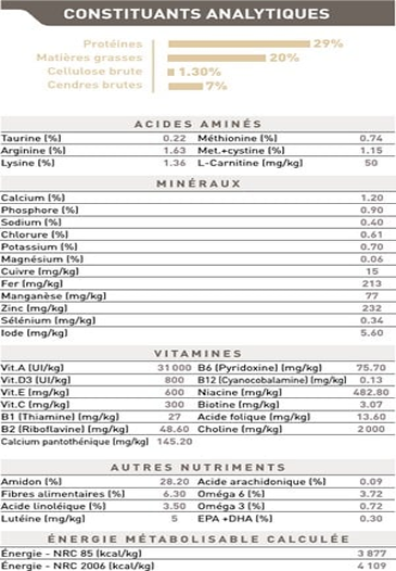 Yorkshire Terrier Junior