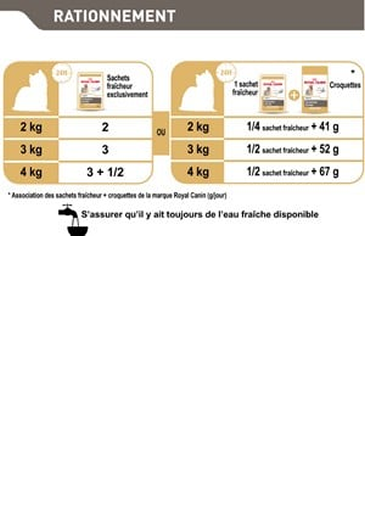 Yorkshire Terrier Adult