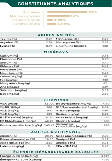 Golden Retriever Junior