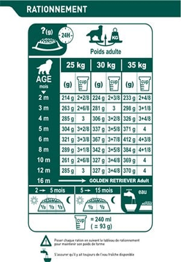 Golden Retriever Junior