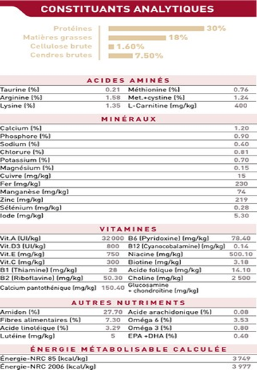 Cavalier King Charles Junior