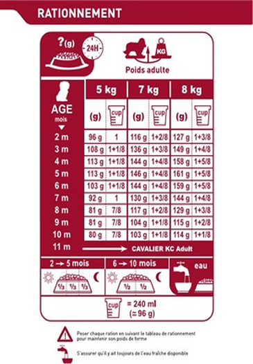 Cavalier King Charles Junior