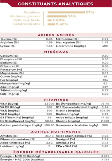 Cavalier King Charles Adult