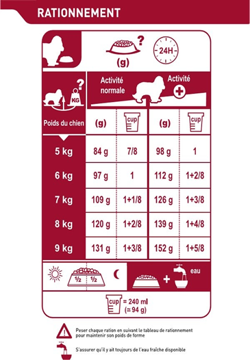 Cavalier King Charles Adult